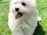 0 Numr Maltese Terrier Kızımız