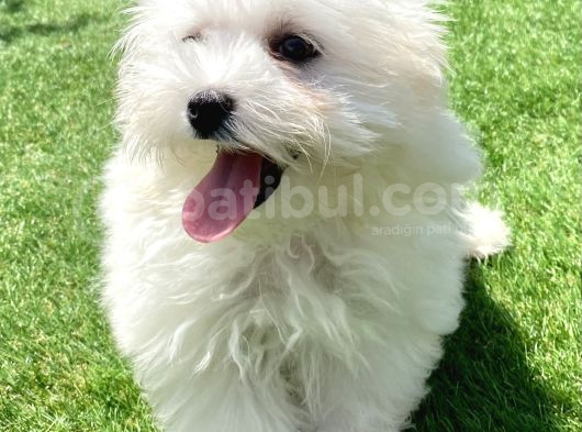 0 Numr Maltese Terrier Kızımız görsel