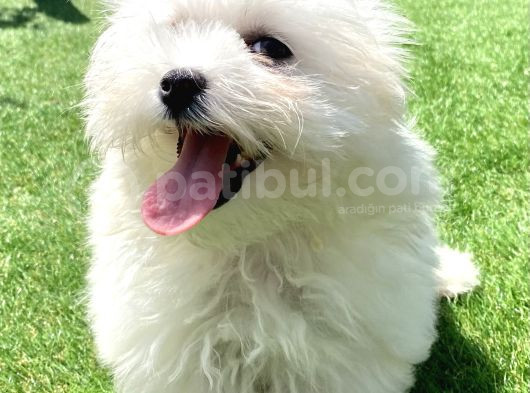 0 Numr Maltese Terrier Kızımız görsel