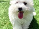 0 Numr Maltese Terrier Kızımız