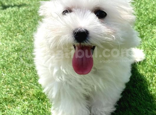 0 Numr Maltese Terrier Kızımız görsel