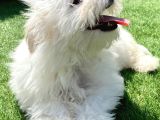 0 Numr Maltese Terrier Kızımız