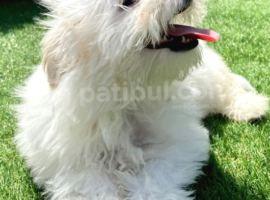 0 Numr Maltese Terrier Kızımız görsel