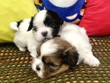 Mini Boy Shihtzu Prenslerim