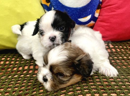 Mini Boy Shihtzu Prenslerim görsel
