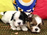Mini Boy Shihtzu Prenslerim