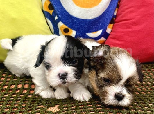Mini Boy Shihtzu Prenslerim görsel