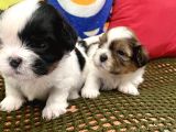 Mini Boy Shihtzu Prenslerim