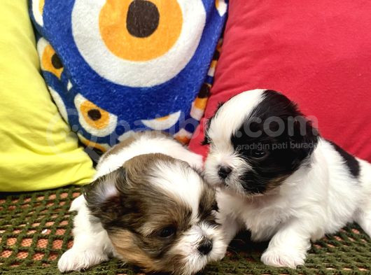 Mini Boy Shihtzu Prenslerim görsel