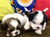 Mini Boy Shihtzu Prenslerim