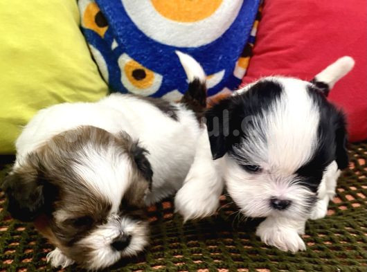 Mini Boy Shihtzu Prenslerim görsel