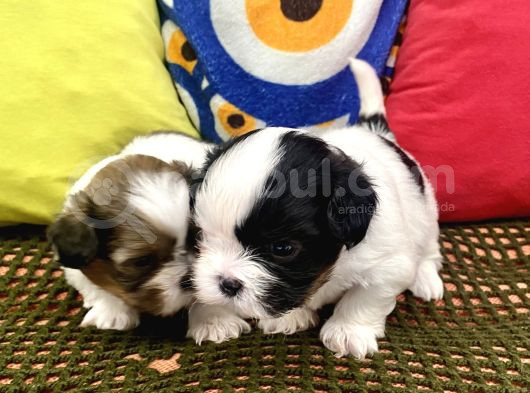 Mini Boy Shihtzu Prenslerim görsel