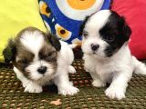 Mini Boy Shihtzu Prenslerim