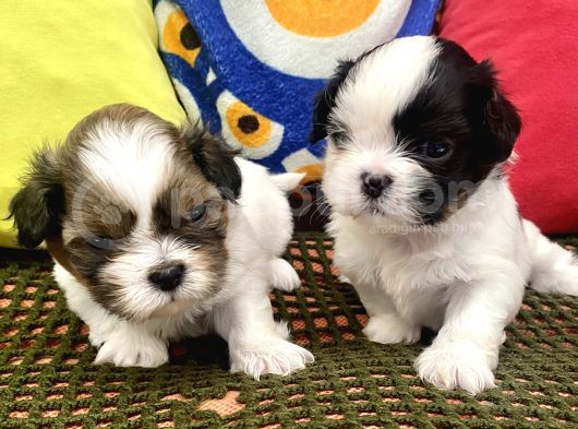 Mini Boy Shihtzu Prenslerim görsel
