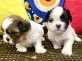 Mini Boy Shihtzu Prenslerim
