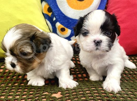 Mini Boy Shihtzu Prenslerim görsel