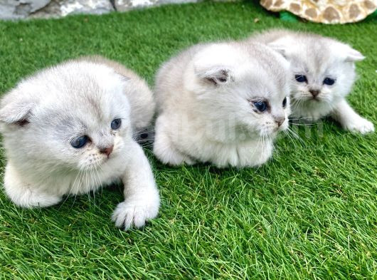 Silver Scottish Erkek Yavrularım görsel