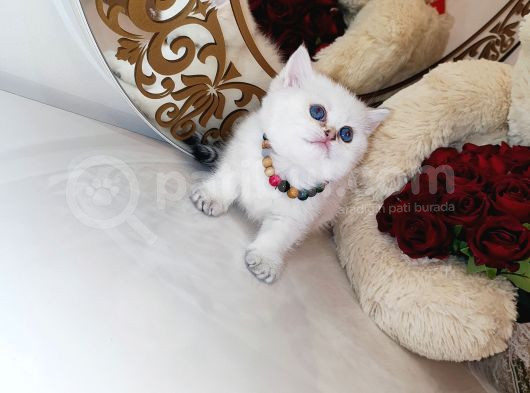 British Shorthair görsel