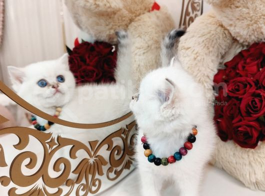 British Shorthair görsel
