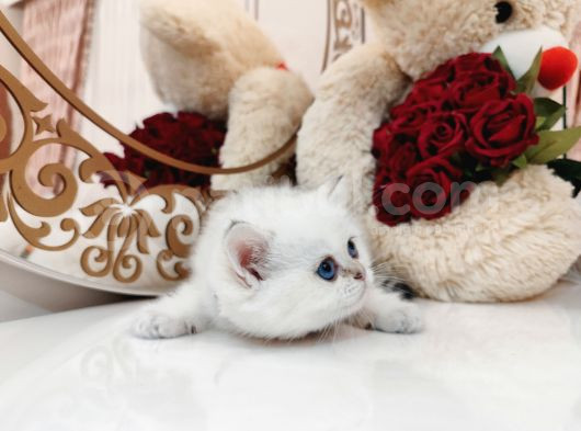 British Shorthair görsel