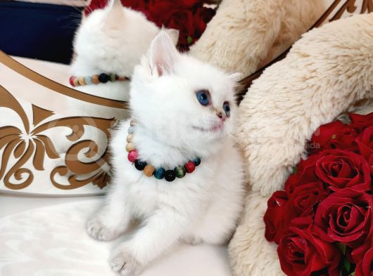 British Shorthair görsel