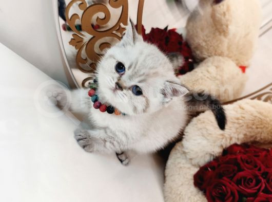 British Shorthair görsel