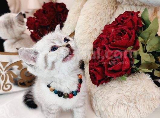 British Shorthair görsel