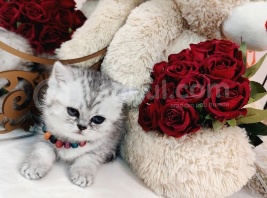 British Shorthair görsel
