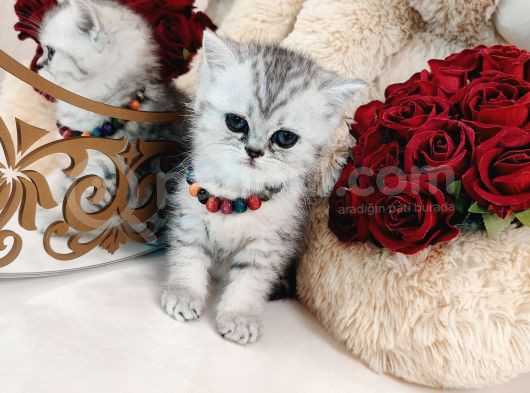 British Shorthair görsel