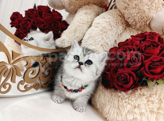 British Shorthair görsel