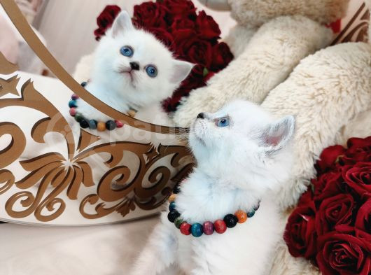 British Shorthair görsel