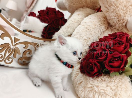 British Shorthair görsel