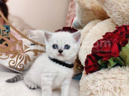 British Shorthair görsel