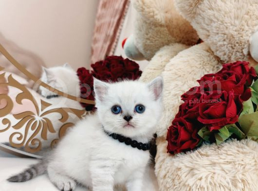 British Shorthair