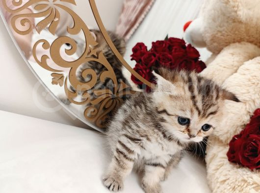 British Shorthair görsel