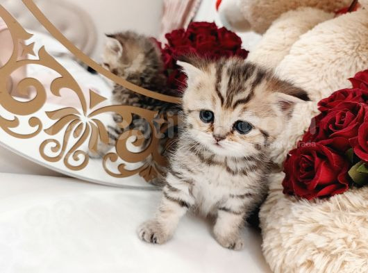 British Shorthair görsel