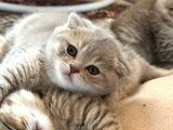 Scottish Fold Yavrumuz