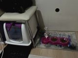 3 Aylık Dişi British Shorthair