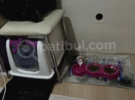 3 Aylık Dişi British Shorthair görsel