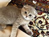 Scottish Fold Yavrumuz