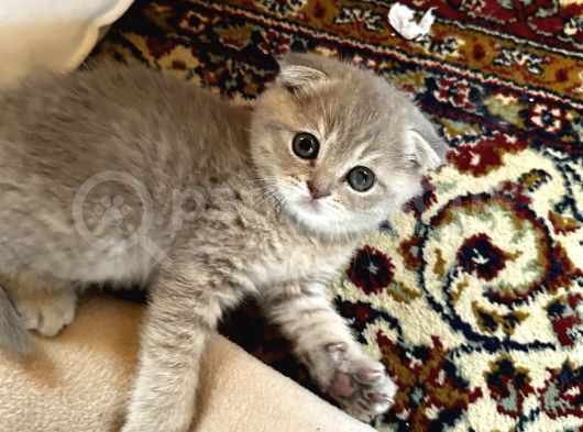 Scottish Fold Yavrumuz