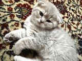 Scottish Fold Yavrumuz