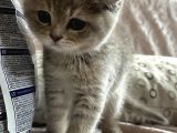 Scottish Fold Yavrumuz