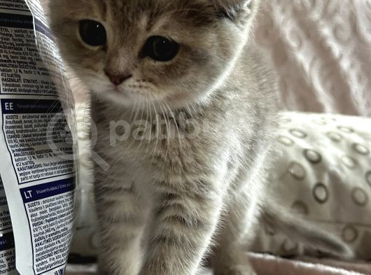Scottish Fold Yavrumuz görsel