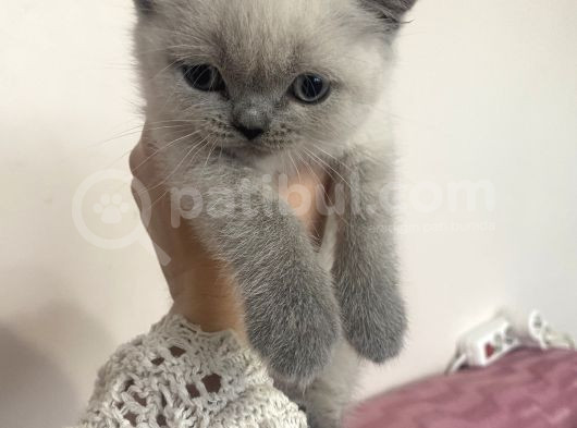 Minik Oyunbaz Yavru Kediler görsel