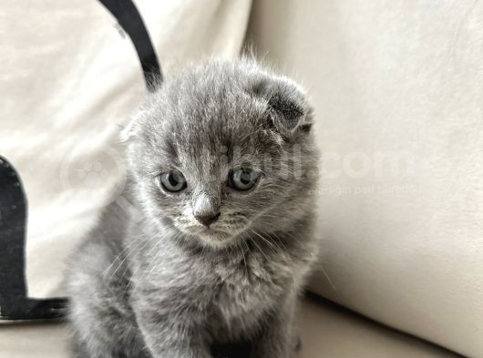 Panda Yavrularımız