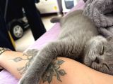 3 Aylık Dişi British Shorthair