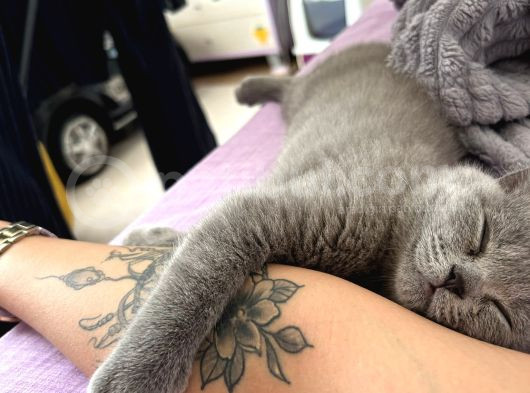 3 Aylık Dişi British Shorthair görsel
