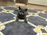 3 Aylık dişi british shorthair