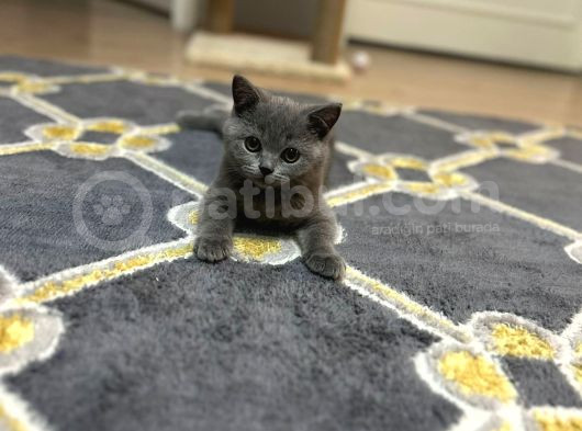 3 Aylık Dişi British Shorthair